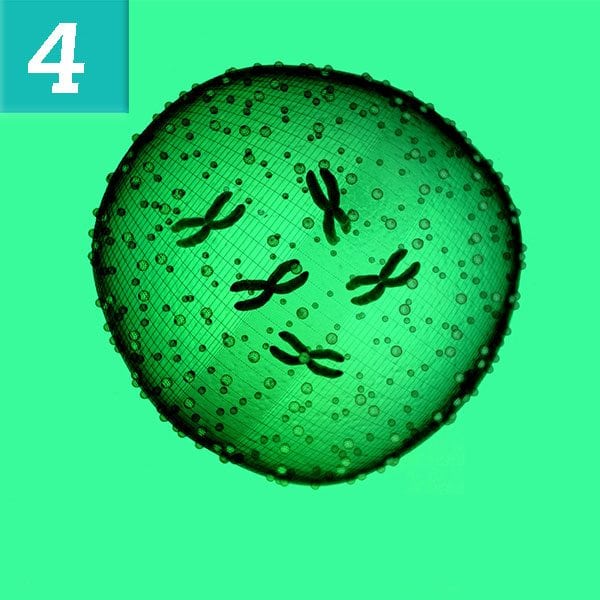 Quick Zika Facts | Health News Hub