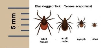 What Percentage Of Deer Ticks In Connecticut Carry Lyme Disease ...