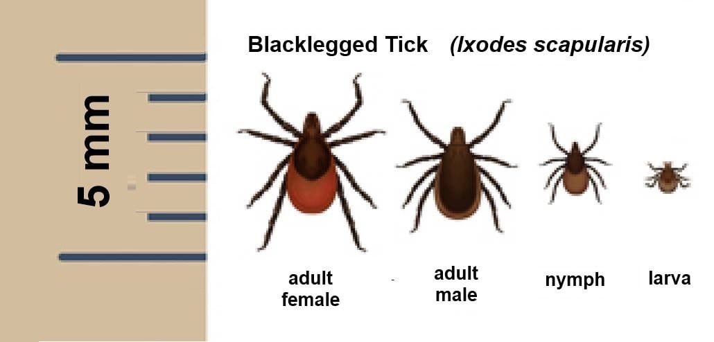 tick identification ct