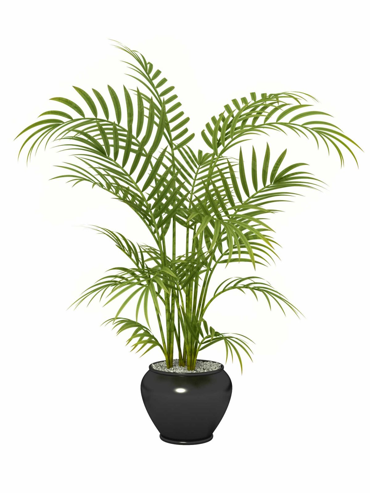 Areca palm houseplant.