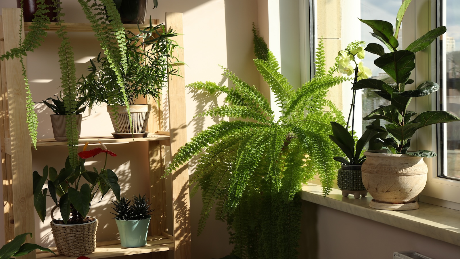 These 10 Houseplants Can Help Freshen Up Your Home