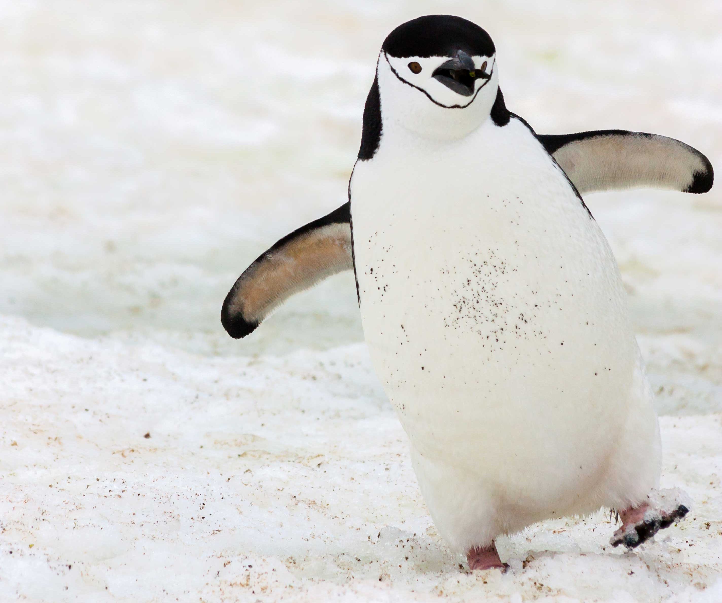 Penguin on snow.