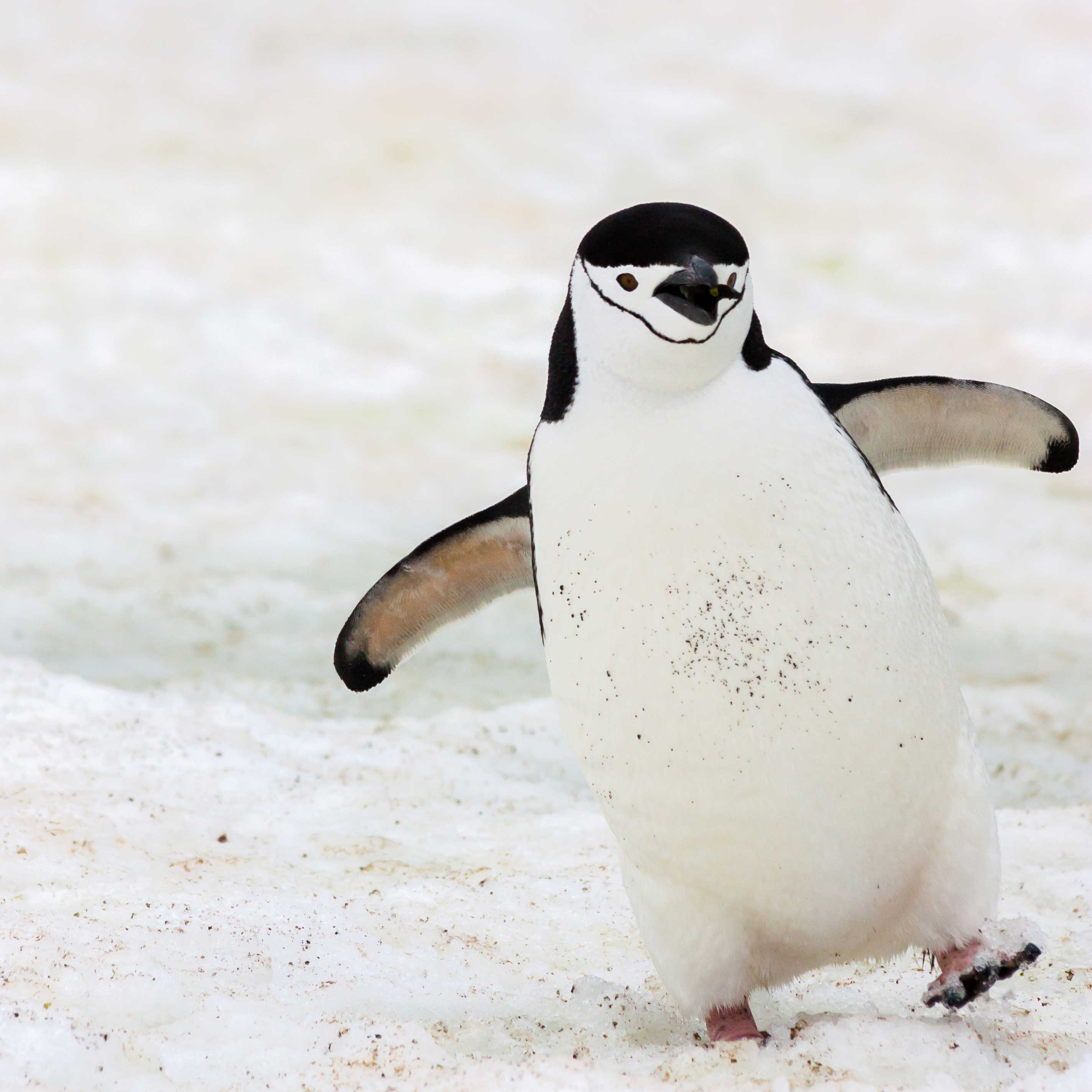 Penguin on snow.