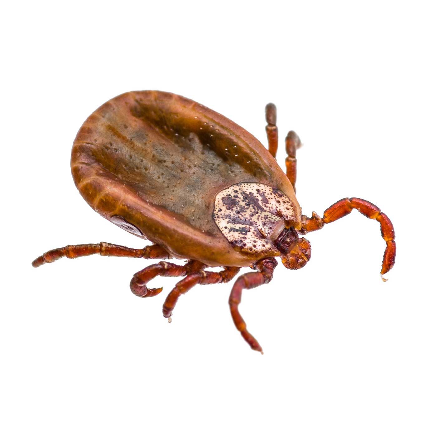 Infected Tick