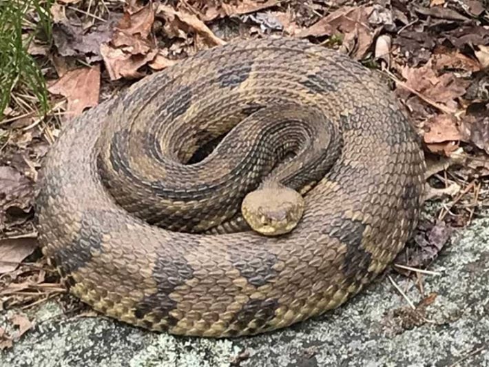 Snakes! What to Know About Connecticut's 14 Species - Health News Hub