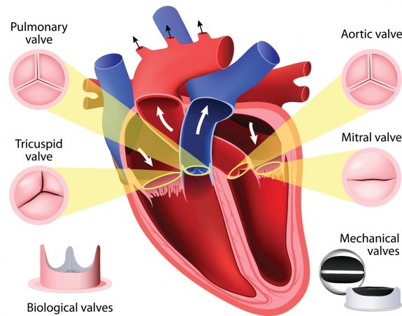 Meet the Heart's Lieutenants: 4 Valves That Keep Your Blood Moving