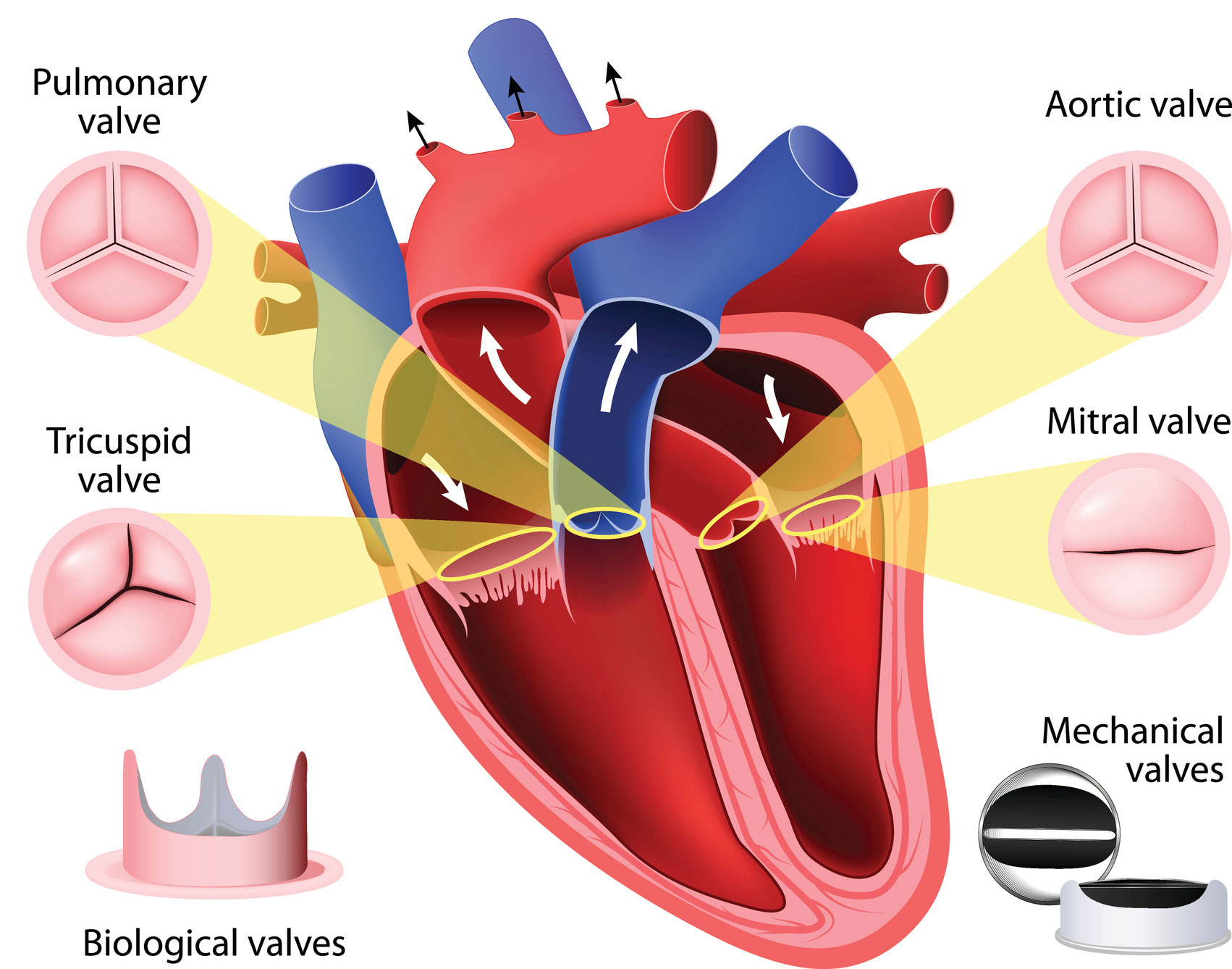 Meet the Heart's Lieutenants: 4 Valves That Keep Your Blood Moving ...