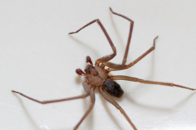 Spider Bites Read This Before You Shriek For Help Health News Hub