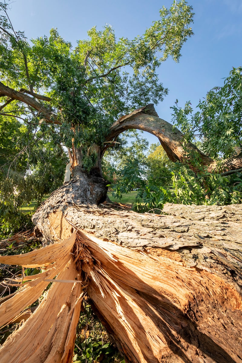 Massive Pecan Tree at IOL, Dating to 1860s, Destroyed by Isaias