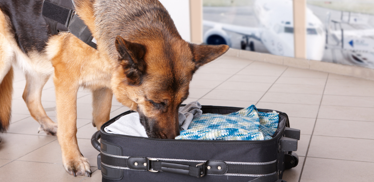 what are airport dogs sniffing for