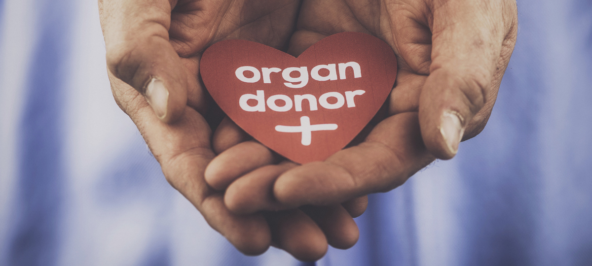 Organ donor