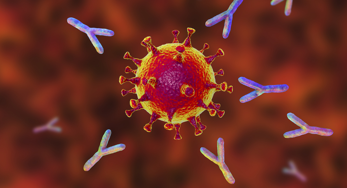 Antibodies attack virus