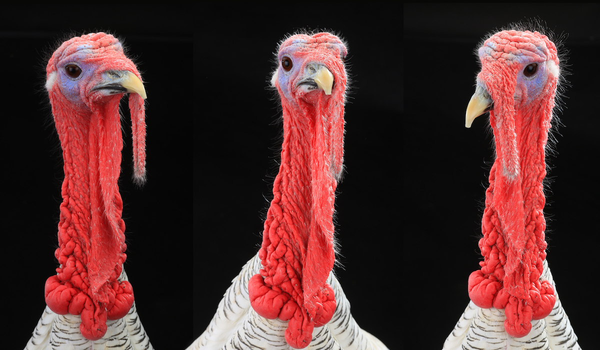 5 Myths About Turkey: The Thanksgiving Edition