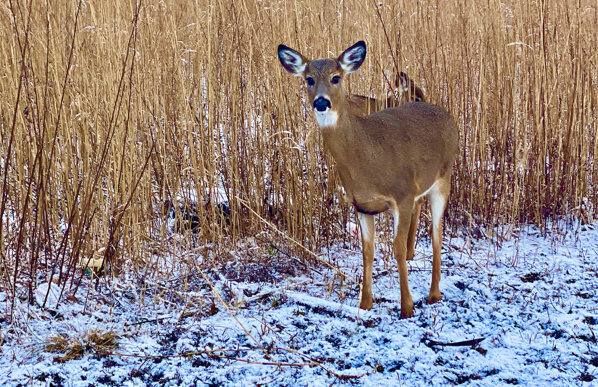 First Discovery of Omicron in Non-Humans Found in Staten Island Deer Population