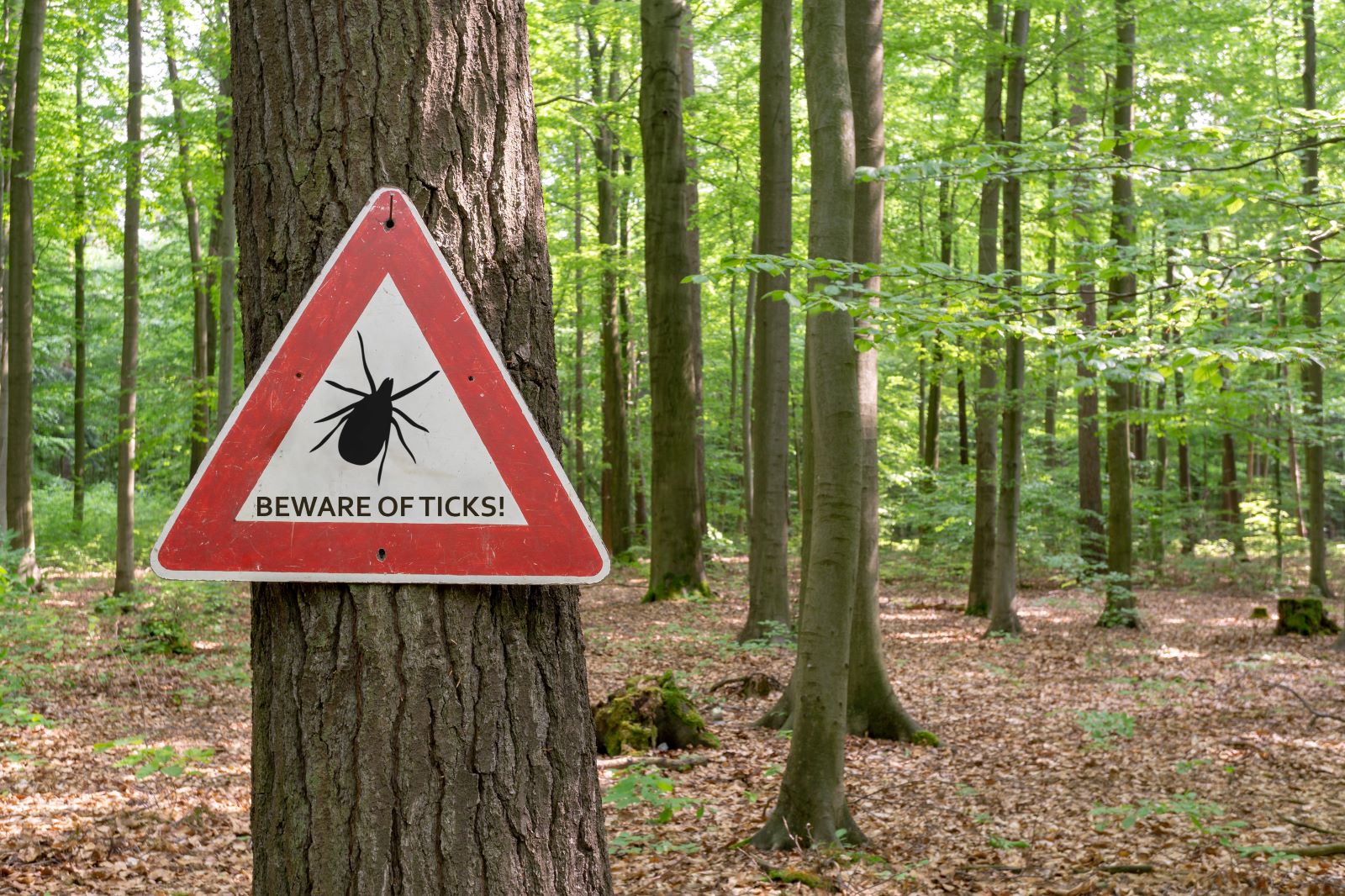 Lyme Disease Is More Prevalent Than Ever, As Cases Erupt Around the Globe