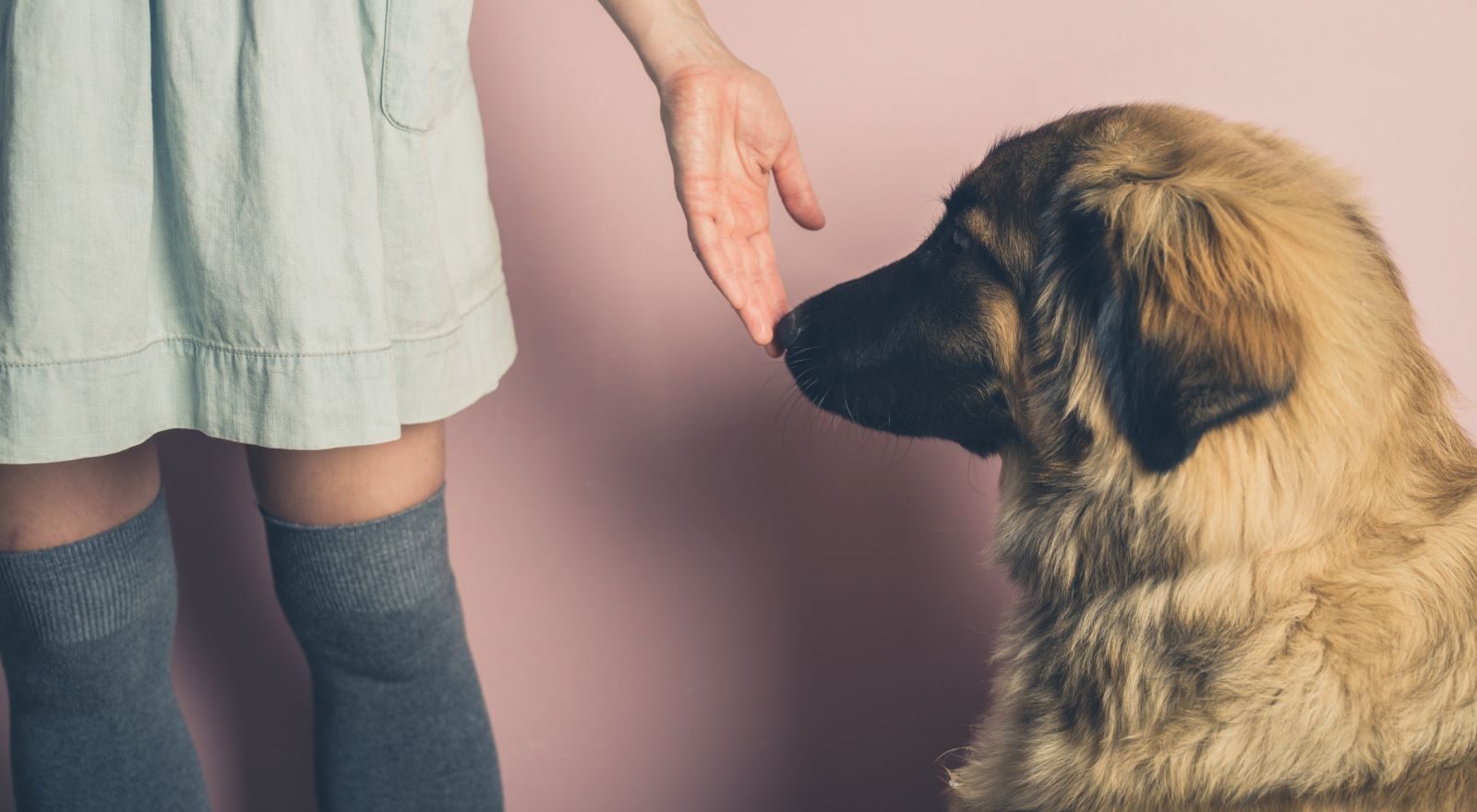 Dog sniffs a woman's hand.