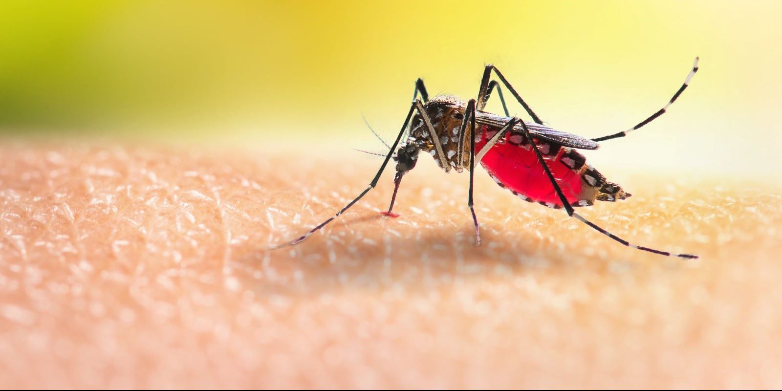 Mosquitoes carrying West Nile virus have been found in CT.