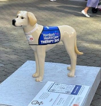 Hartford HealthCare therapy dog program.