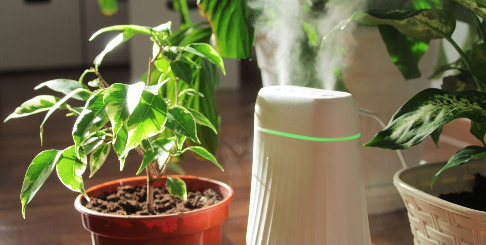 Your Best Home Remedy This Winter: Humidifiers
