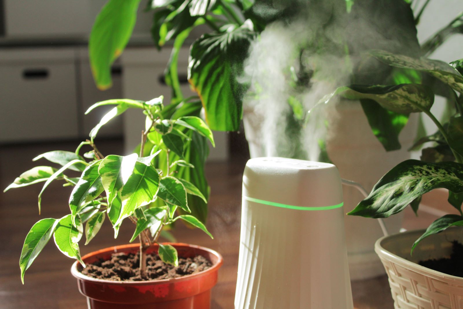 Your Best Home Remedy This Winter: Humidifiers