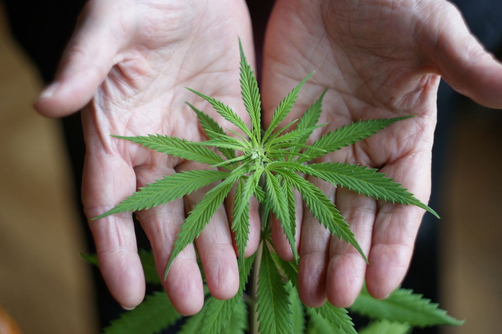 What Seniors Should Consider Before Using Medical Marijuana