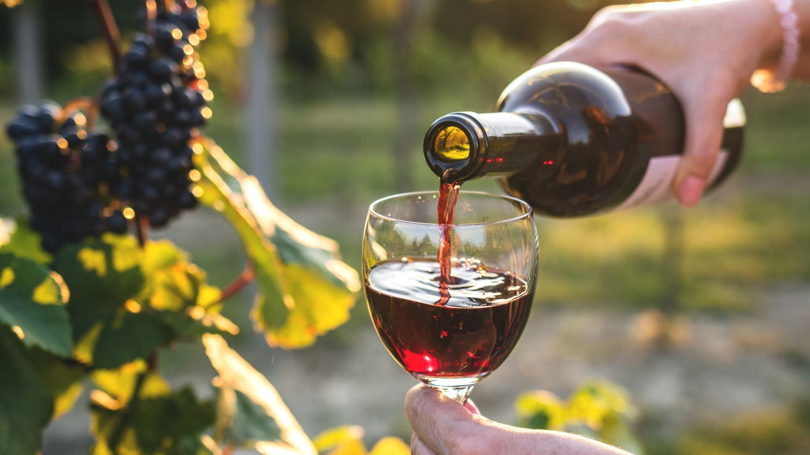 Best Wines for Your Heart Health