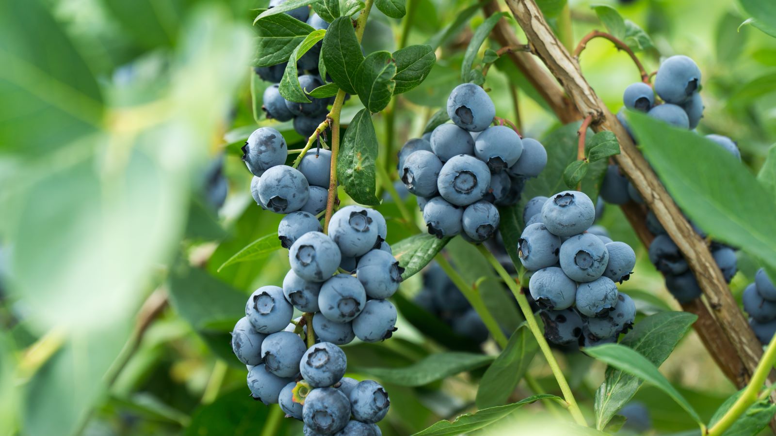 6 Reasons to Eat More Blueberries