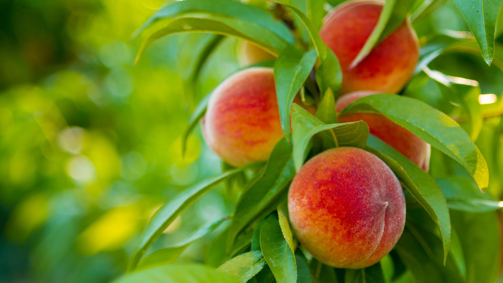 There's nothing like fresh fruit on a hot summer day. Not only is it tasty — it's also one of the best ways to stay refreshed in the heat