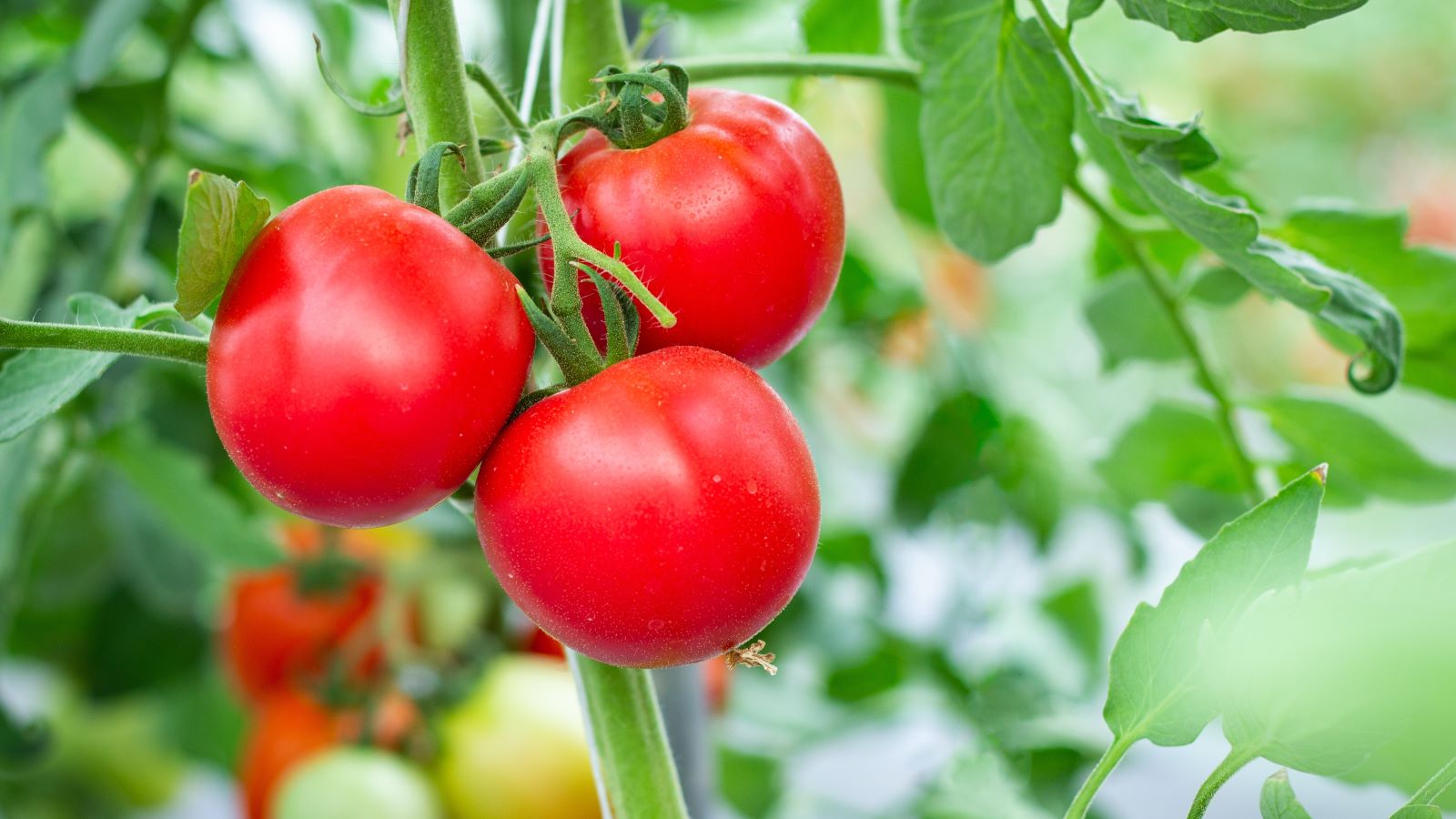 Tomatoes are a flavorful and versatile addition to your plate - but should you be eating more of them? We asked an expert.