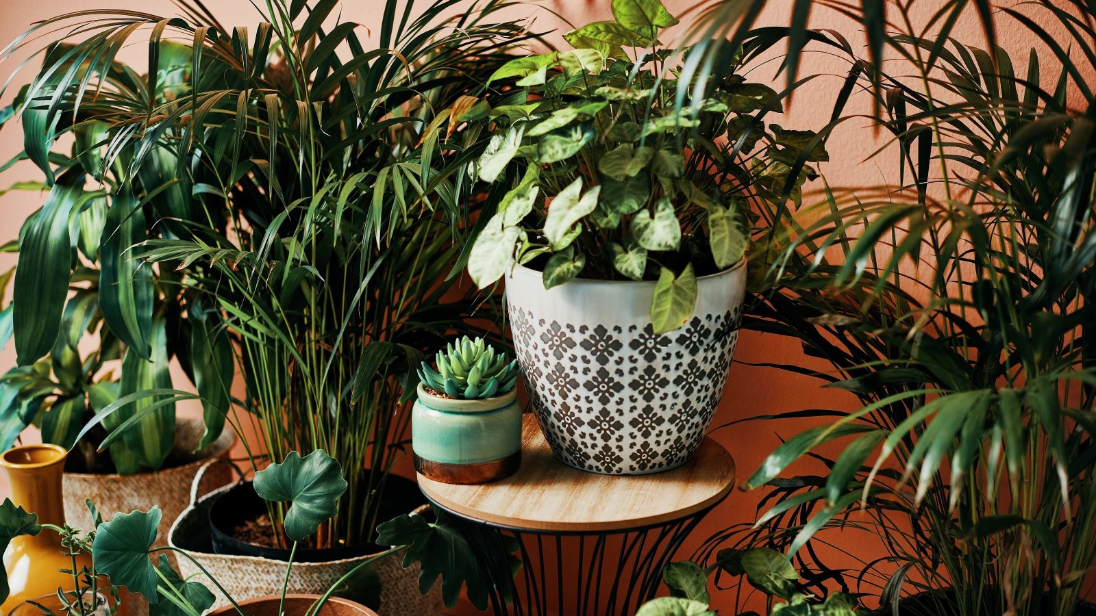 They aren’t just good for décor: House plants are good for your health too. An expert explains why, and suggests a few plants to start with.