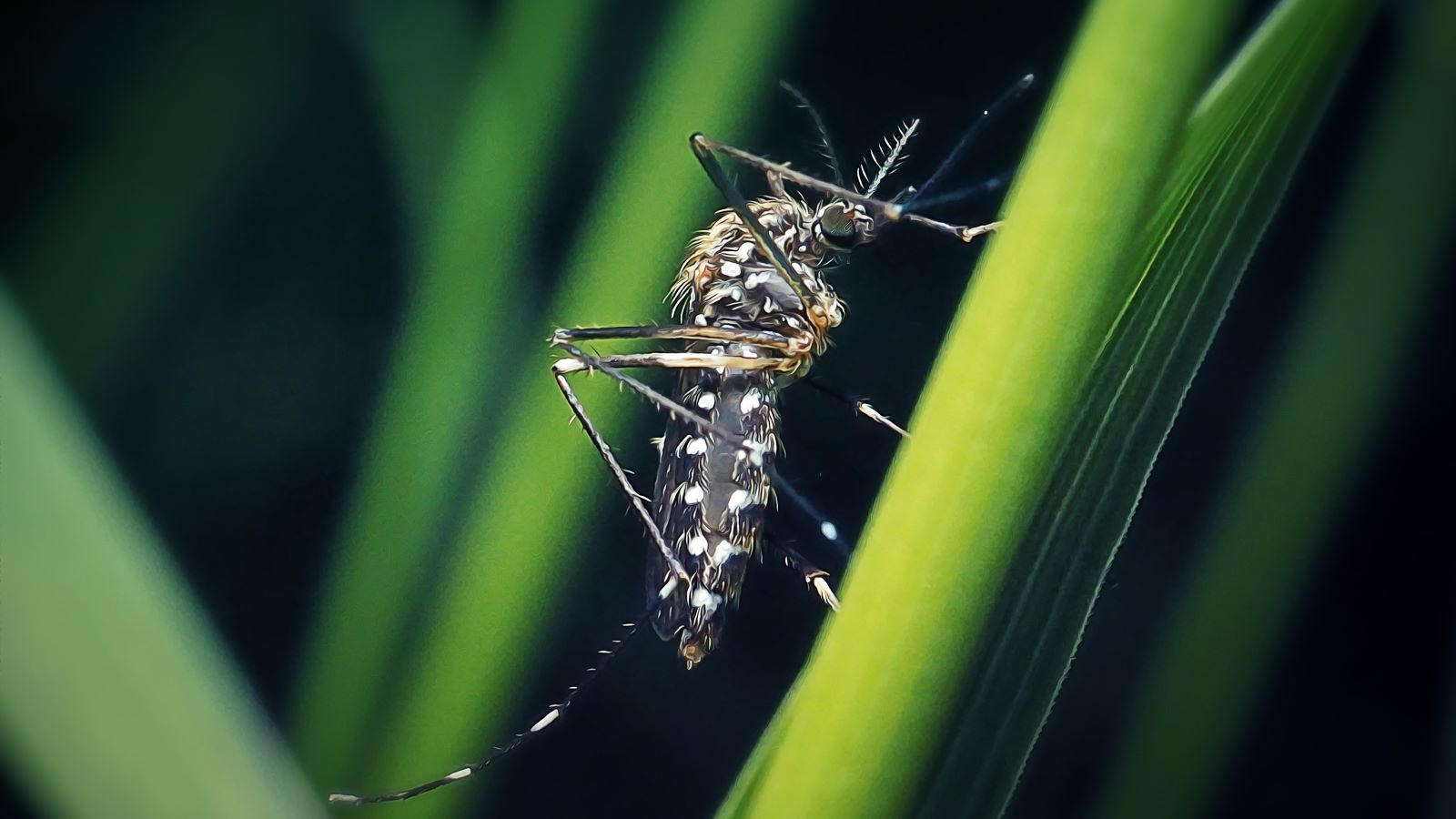 How to Relieve – And Prevent – Mosquito Bites