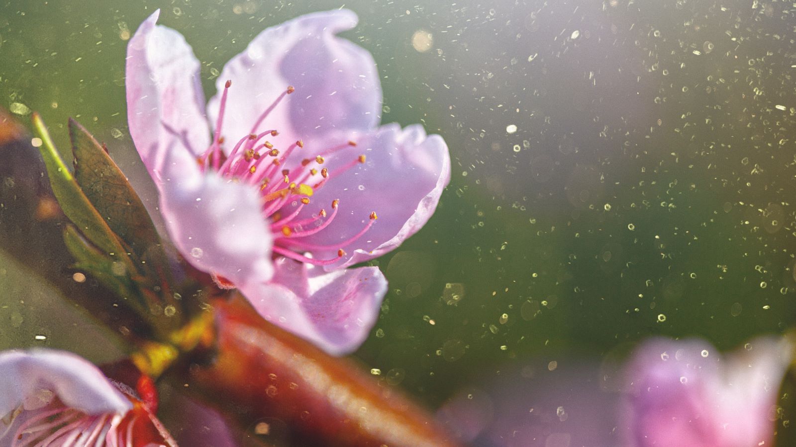 Pollen Survival Guide: How to Get Through Allergy Season