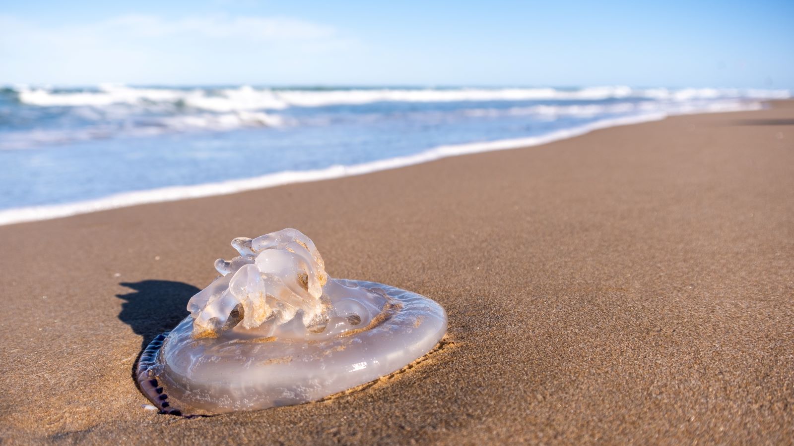 Should You Pee on a Jellyfish Sting? Here’s What Actually Helps